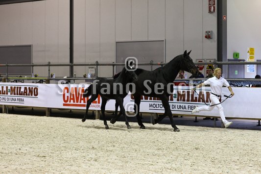 BELLY DANCER_MILANO_2010_SS3_7870.jpg